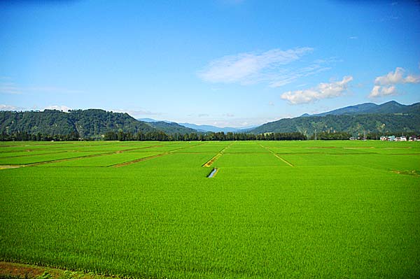 特別栽培米（減農薬･有機質肥料）魚沼産コシヒカリ
